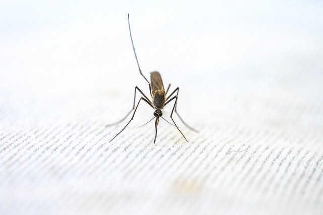 Malaria Amazone