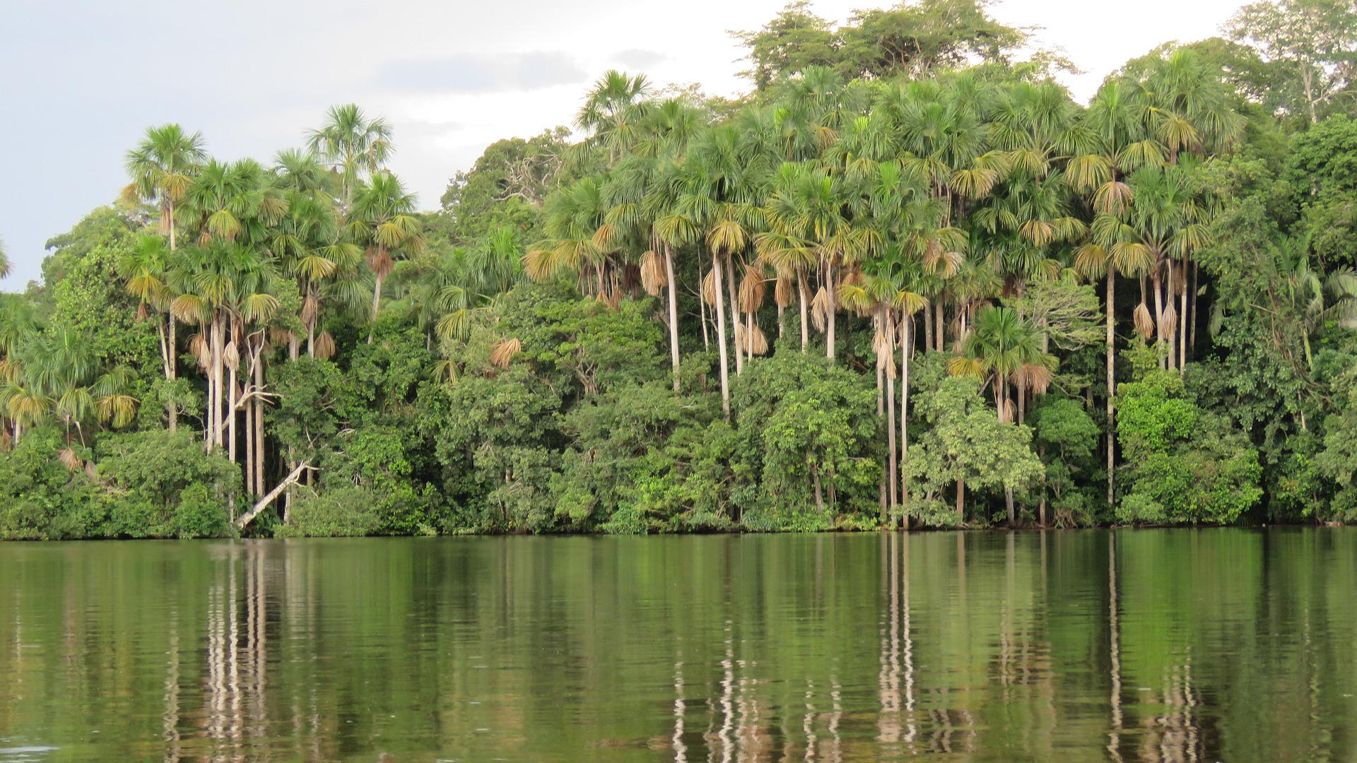 Amazone Peru